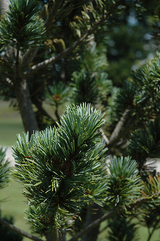 Dwarf Blue Japanese Pine (Pinus parviflora 'Glauca Nana') at Hicks Nurseries
