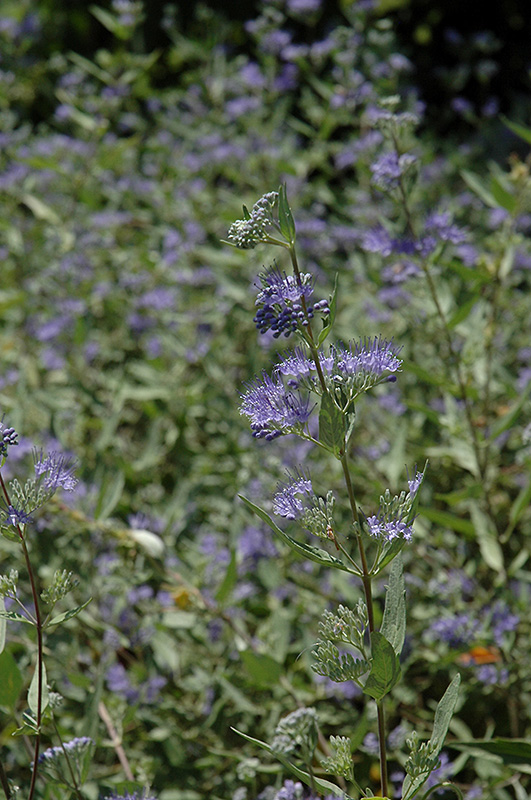 Bluebeard (Caryopteris x clandonensis) at Hicks Nurseries