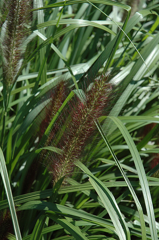 Red Head Fountain Grass (Pennisetum alopecuroides 'Red Head') at Hicks Nurseries