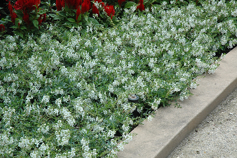 AngelMist Spreading White Angelonia (Angelonia angustifolia 'Balangspri') at Hicks Nurseries