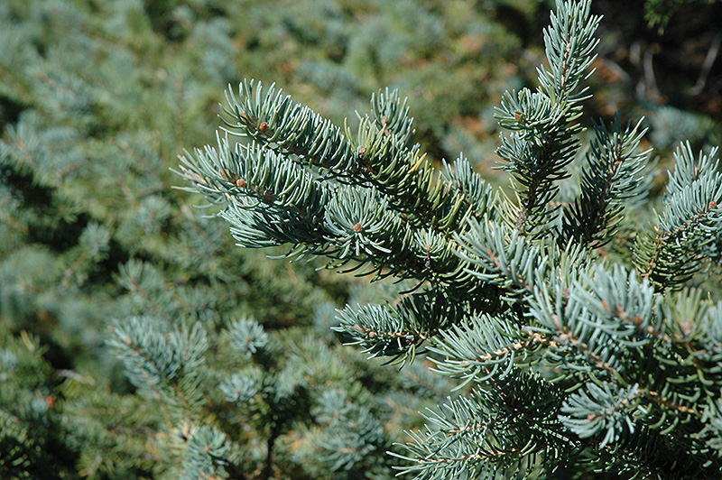 White Spruce (Picea glauca) at Hicks Nurseries