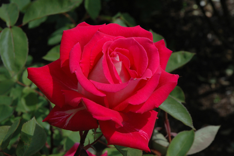 Love Rose (Rosa 'Love') at Hicks Nurseries