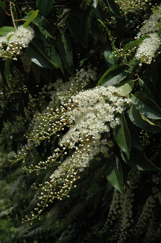 Portugal Laurel (Prunus lusitanica) at Hicks Nurseries