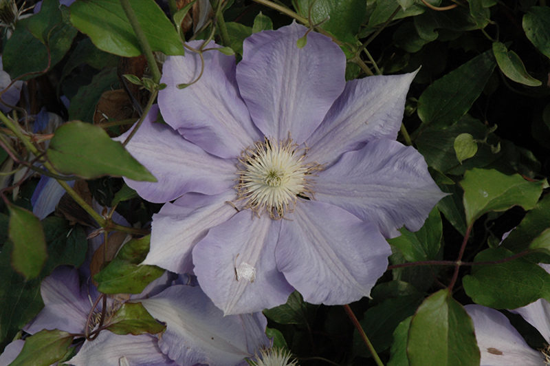 H.F. Young Clematis (Clematis 'H.F. Young') at Hicks Nurseries