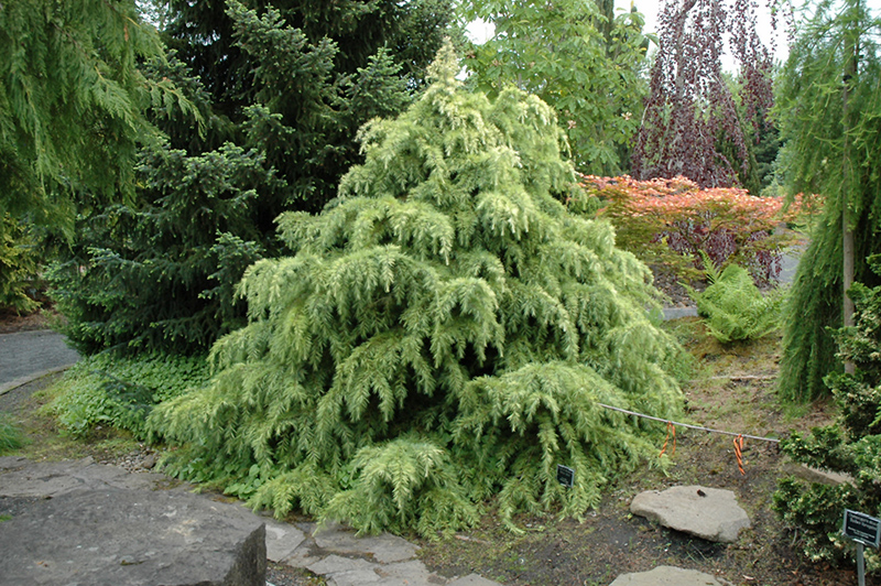 Cedrus deodara 'Silver Mist' Himalayan Cedar