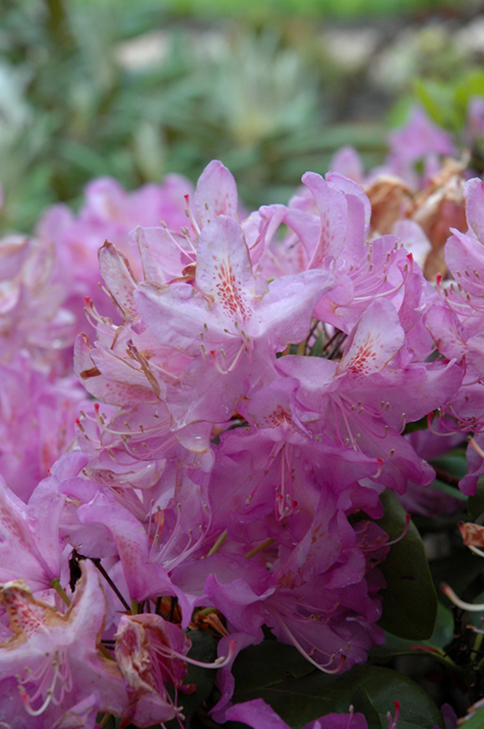 Minnetonka Rhododendron (Rhododendron 'Minnetonka') at Hicks Nurseries
