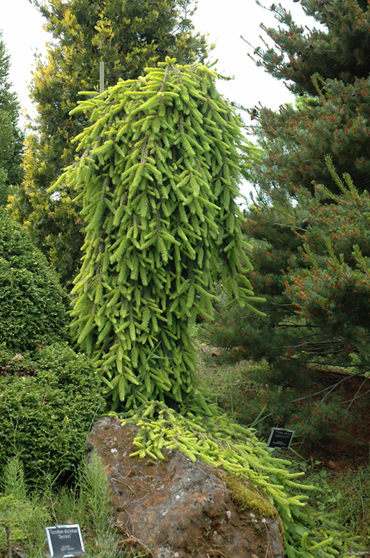 Gold Drift Norway Spruce (Picea abies 'Gold Drift') at Hicks Nurseries