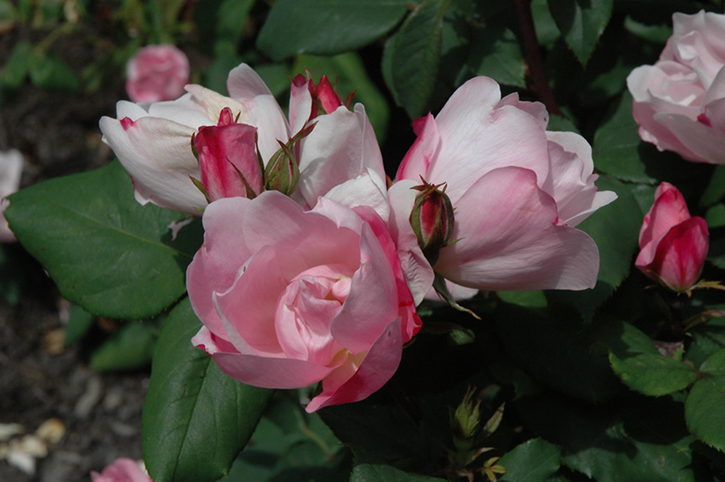 Blushing Knock Out Rose (Rosa 'Radyod') at Hicks Nurseries