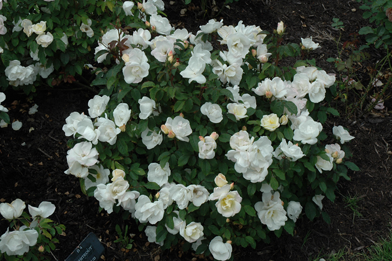 White Knock Out Rose (Rosa 'Radwhite') at Hicks Nurseries