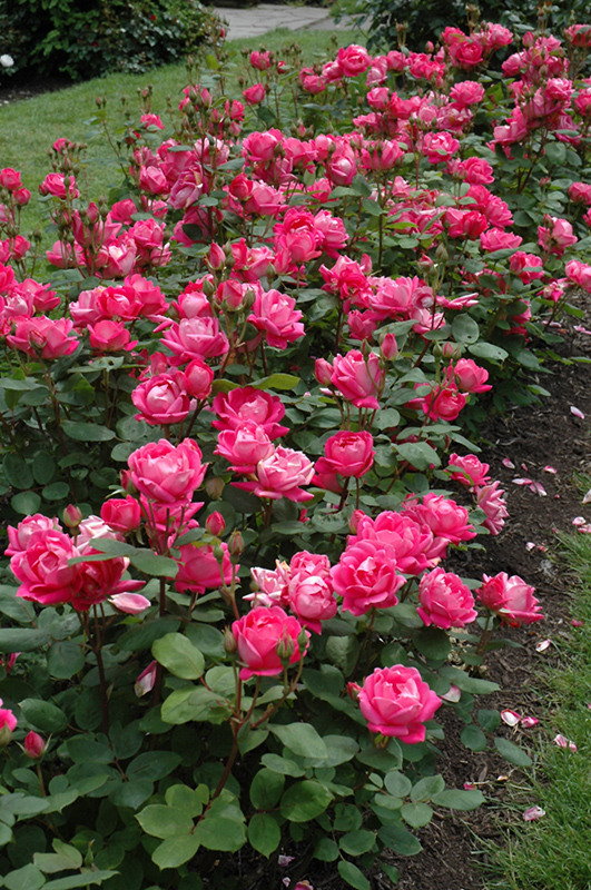 Double Knock Out Rose (Rosa 'Radtko') at Hicks Nurseries