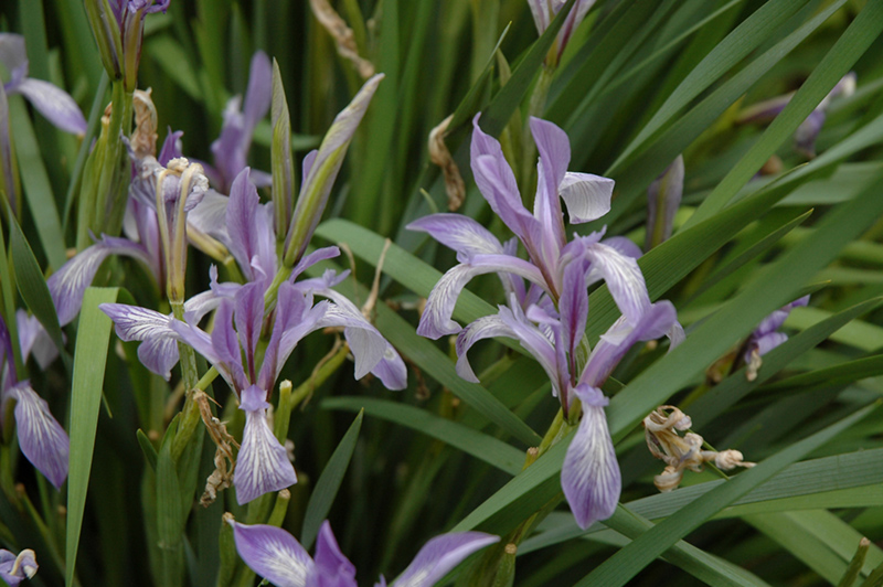 Chinese Iris (Iris lactea) at Hicks Nurseries