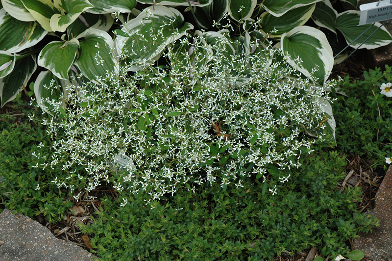 Diamond Frost Euphorbia (Euphorbia 'INNEUPHDIA') at Hicks Nurseries