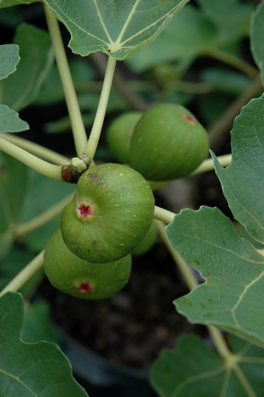 Common Fig (Ficus carica) at Hicks Nurseries