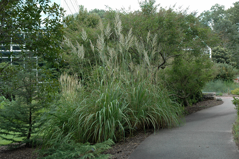Ravenna Grass (Erianthus ravennae) at Hicks Nurseries
