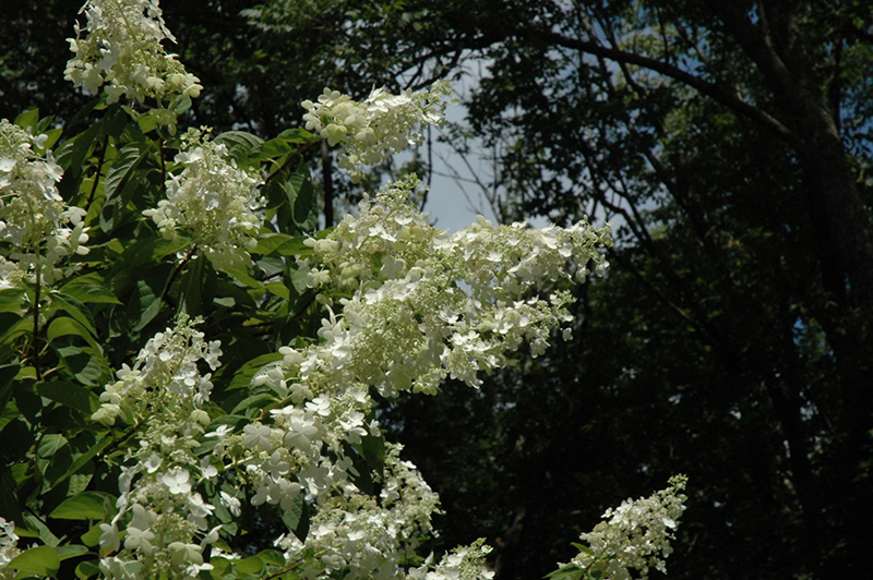 Tardiva Hydrangea (tree form) (Hydrangea paniculata 'Tardiva (tree form)') at Hicks Nurseries