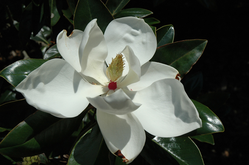 Victoria Magnolia (Magnolia grandiflora 'Victoria') at Hicks Nurseries