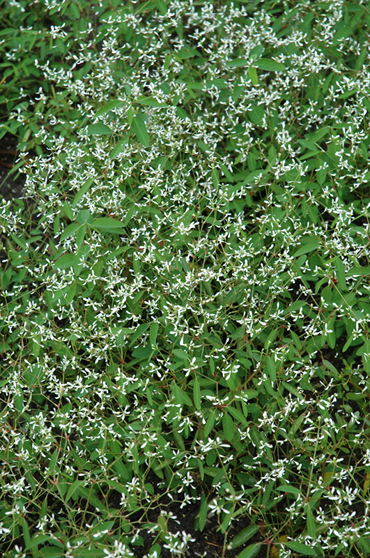 Breathless White Euphorbia (Euphorbia 'Balbrewite') at Hicks Nurseries