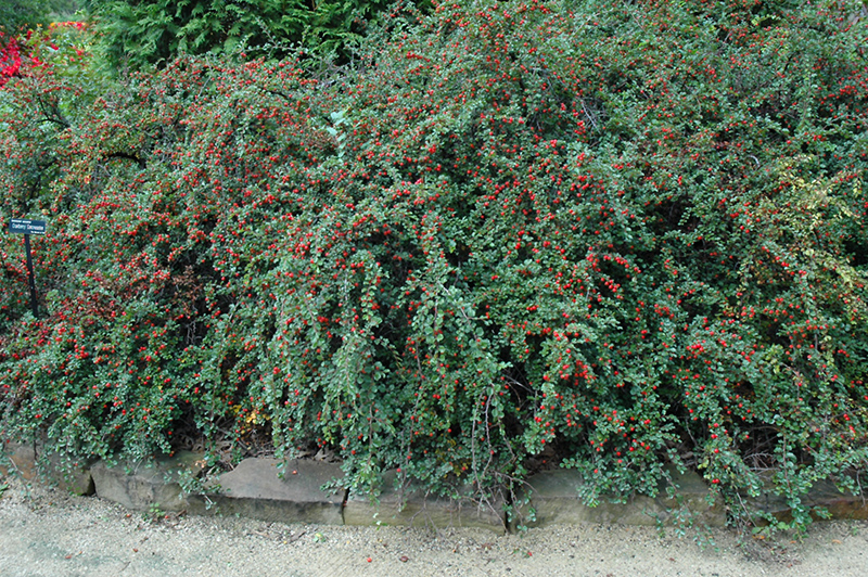 Cranberry Cotoneaster (Cotoneaster apiculatus) at Hicks Nurseries
