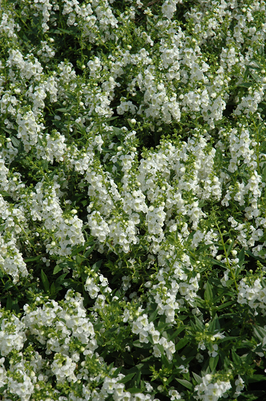 Serenita White Angelonia (Angelonia angustifolia 'PAS811168') at Hicks Nurseries