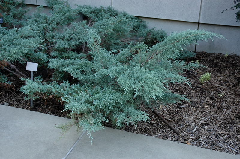 Angelica Blue Juniper (Juniperus x media 'Angelica Blue') at Hicks Nurseries