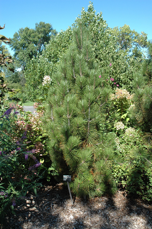Iseli Fastigiate Bosnian Pine (Pinus heldreichii 'Iseli Fastigiate') at Hicks Nurseries