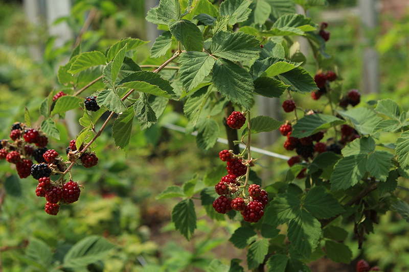Chester Thornless Blackberry (Rubus 'Chester') at Hicks Nurseries