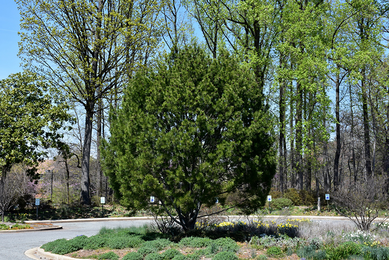 Lacebark Pine (Pinus bungeana) at Hicks Nurseries