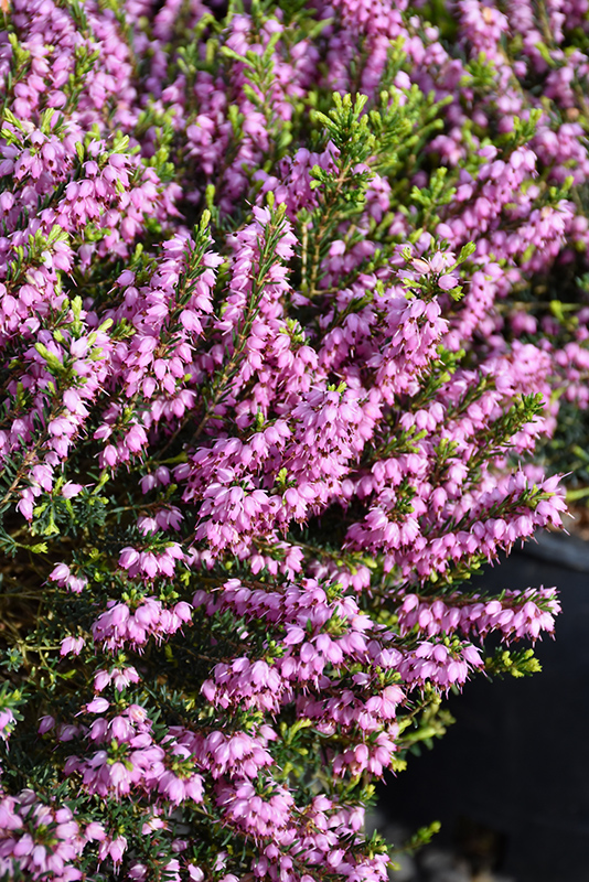Mediterranean Pink Heath (Erica x darleyensis 'Mediterranean Pink') at Hicks Nurseries