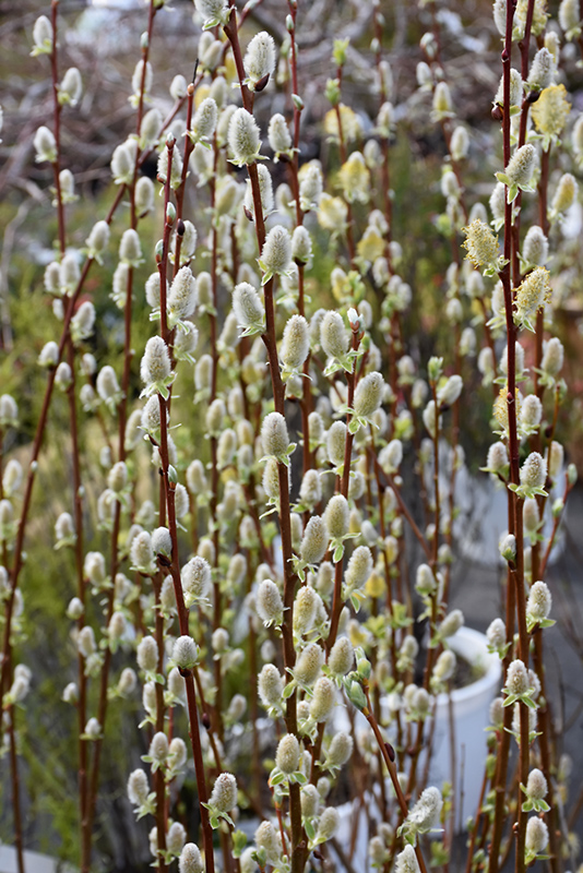 Pussy Willow (Salix discolor) at Hicks Nurseries