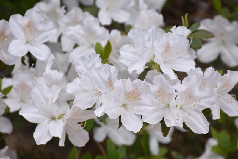 Delaware Valley White Azalea (Rhododendron 'Delaware Valley White') at Hicks Nurseries
