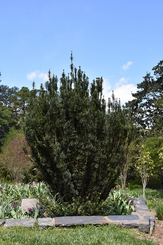 Upright Japanese Plum Yew (Cephalotaxus harringtonia 'Fastigiata') at Hicks Nurseries