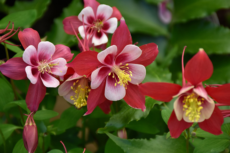 Origami Red and White Columbine (Aquilegia 'Origami Red and White') at Hicks Nurseries