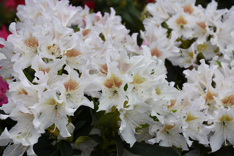 Cunningham's White Rhododendron (Rhododendron 'Cunningham's White') at Hicks Nurseries