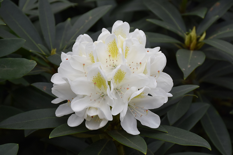 Chionoides Rhododendron (Rhododendron catawbiense 'Chionoides') at Hicks Nurseries