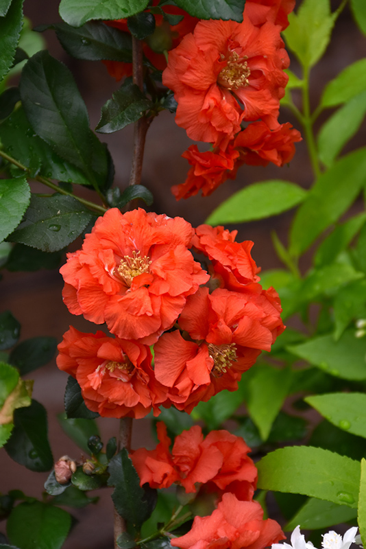 Double Take Orange Flowering Quince (Chaenomeles speciosa 'Orange Storm') at Hicks Nurseries