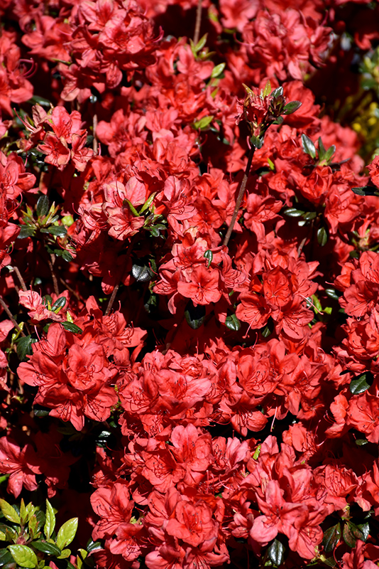 Stewartstonian Azalea (Rhododendron 'Stewartstonian') at Hicks Nurseries