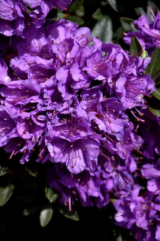 Purple Gem Rhododendron (Rhododendron 'Purple Gem') at Hicks Nurseries