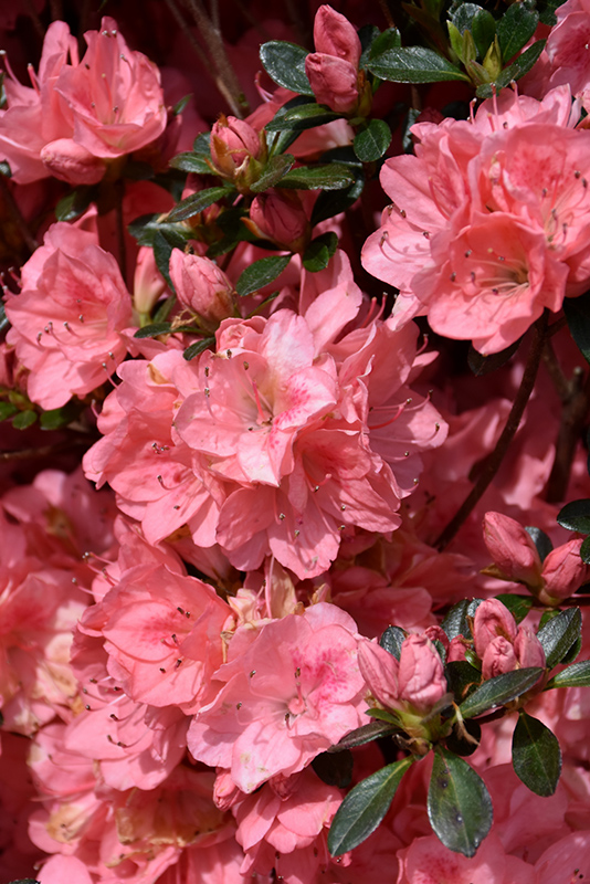 Blaauw's Pink Azalea (Rhododendron 'Blaauw's Pink') at Hicks Nurseries