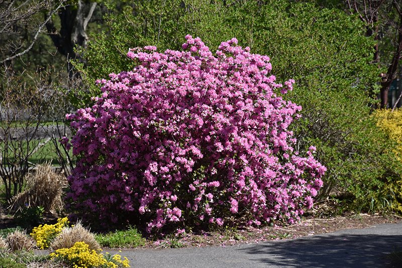 P.J.M. Elite Rhododendron (Rhododendron 'P.J.M. Elite') at Hicks Nurseries