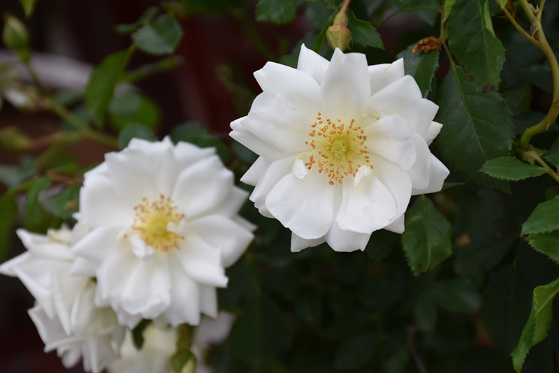 Flower Carpet White Rose (Rosa 'Flower Carpet White') at Hicks Nurseries