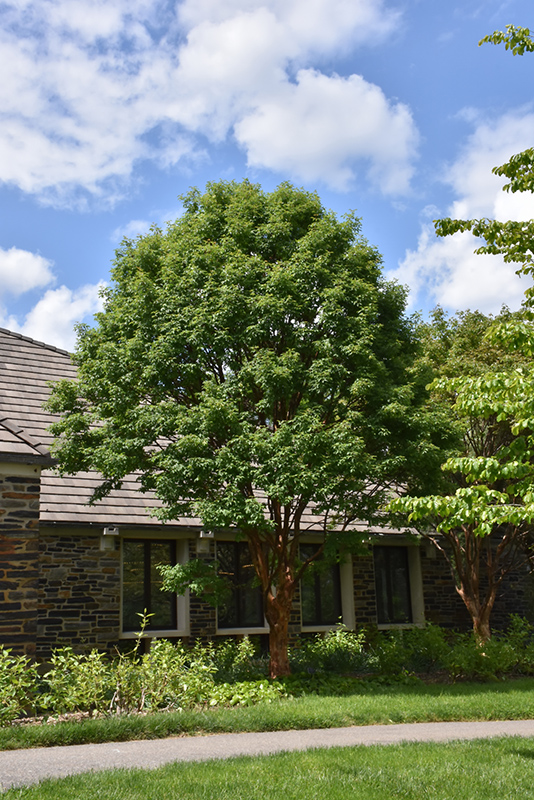 Paperbark Maple (Acer griseum) at Hicks Nurseries