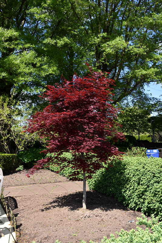 Fireglow Japanese Maple (Acer palmatum 'Fireglow') at Hicks Nurseries