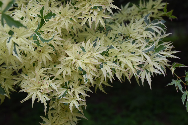 Butterfly Variegated Japanese Maple (Acer palmatum 'Butterfly') at Hicks Nurseries