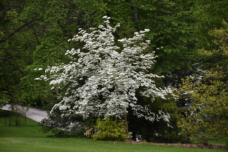 Aurora Flowering Dogwood (Cornus 'Rutban') at Hicks Nurseries