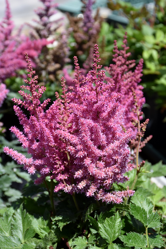 Little Vision In Pink Chinese Astilbe (Astilbe chinensis 'Little Vision In Pink') at Hicks Nurseries