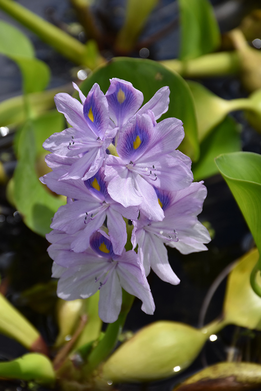 Water Hyacinth (Eichhornia crassipes) at Hicks Nurseries