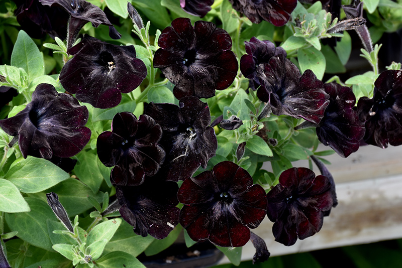 Black Velvet Petunia (Petunia 'Black Velvet') at Hicks Nurseries