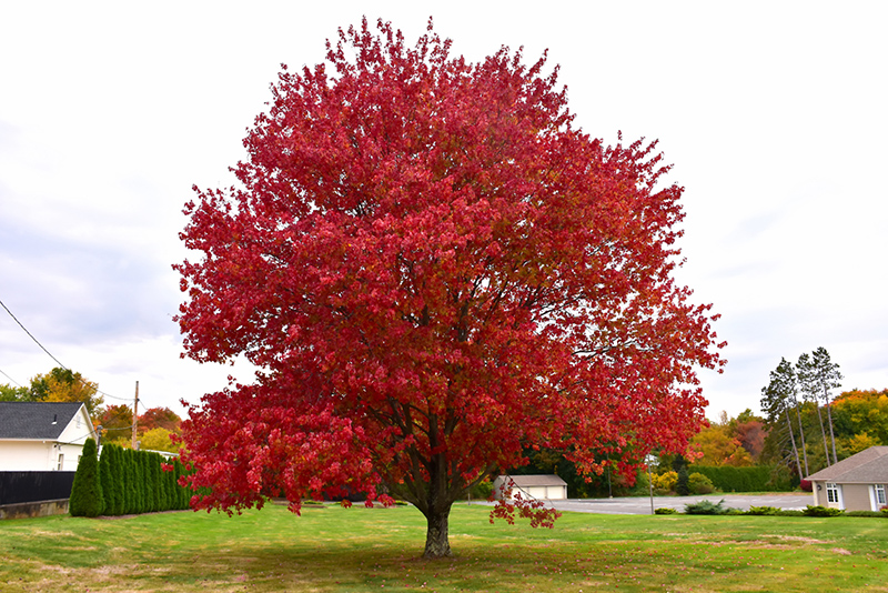 Red Maple (Acer rubrum) at Hicks Nurseries