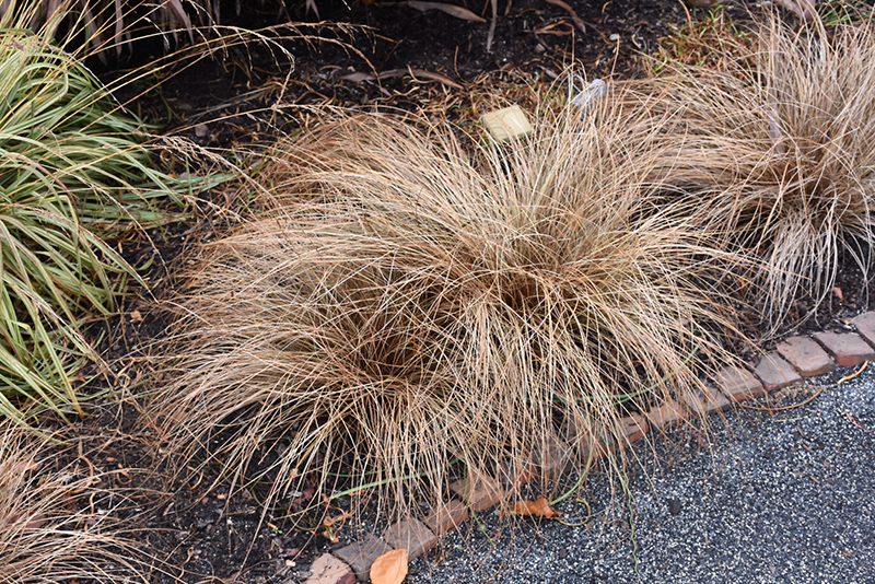 Bronze Hair Sedge (Carex comans 'Bronze') at Hicks Nurseries