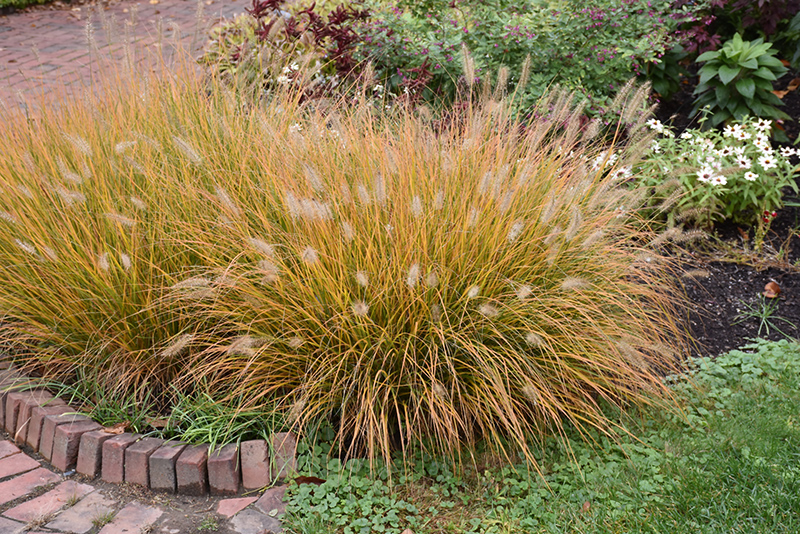 Hameln Dwarf Fountain Grass (Pennisetum alopecuroides 'Hameln') at Hicks Nurseries